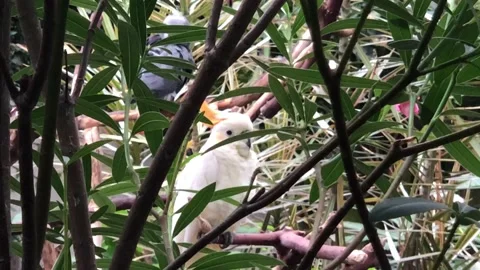 Parrot and cockatoo Stock Footage 141533733