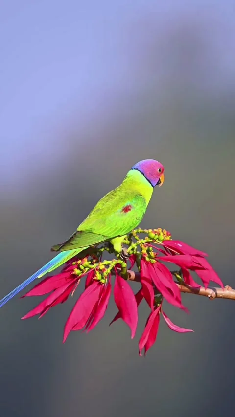 Parrot and flower 스톡 동영상 332153236