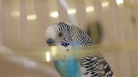 Parrot animals caged bird blue yellow green colored Stock Footage 242434533