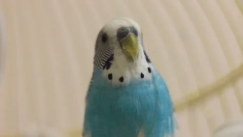 Parrot animals caged bird blue yellow green colored 動画素材 242434535