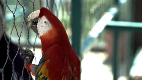 Parrot Ara, eats feed Vídeos de archivo 92438199