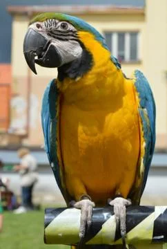 Parrot Ara Stock Photos