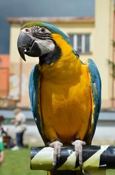 Parrot Ara Stock Photos