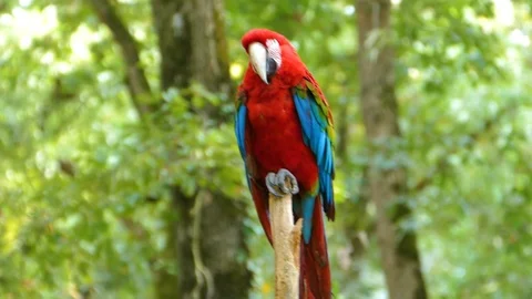 Parrot Ara sits on a stick Video stock 98742917