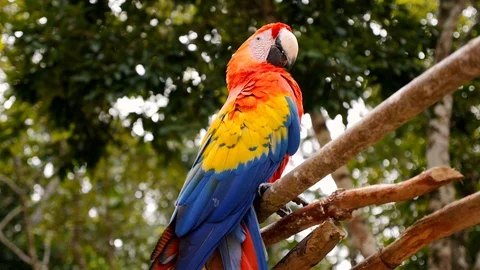 Parrot / Ara on a tree branch in the jungle 스톡 동영상 129044707