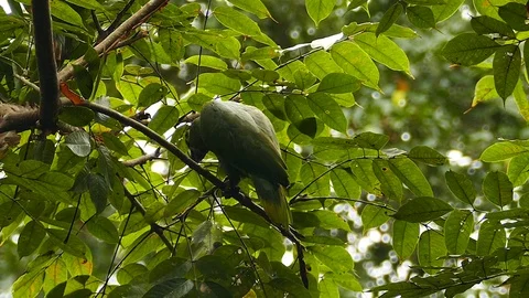 Parrot atop a tree let goes a branch he was previously holding Stock Footage 123550008