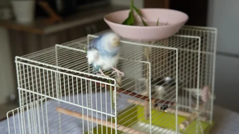 Parrot is bathing in a bowl of water next to the cage. Budgie splashing Stock Footage 335588052