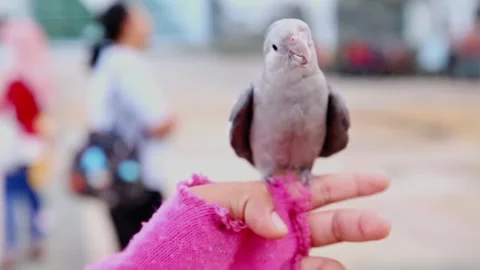 A parrot being trained by its trainer in the trainer's hands 스톡 동영상 265789244