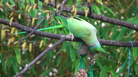 Parrot bird eating in feeder , perching on branch of tree, Stock Footage 330692798