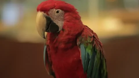 Parrot bird 스톡 동영상 12174692