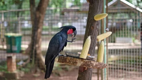 Parrot bird 動画素材 263617799