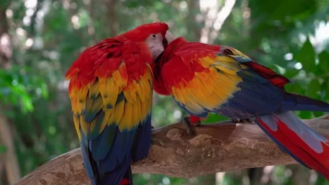 Parrot bird macaw Stock-Footage 269213159