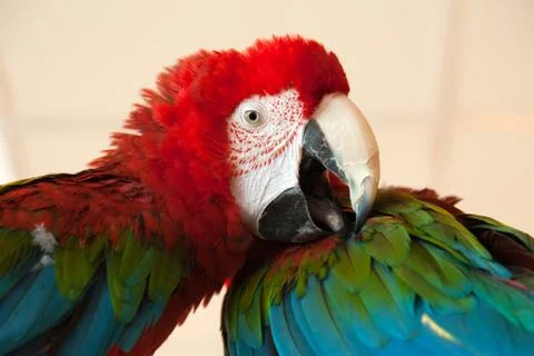 Parrot bird Stock Photos