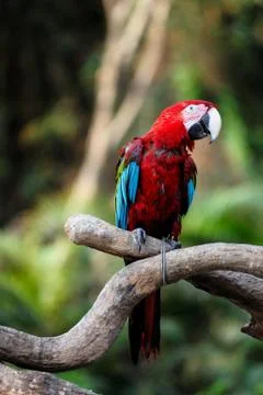 Parrot bird Stock Photos