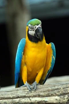 Parrot bird Fotos de archivo
