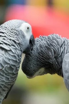 Parrot bird 스톡 사진