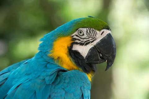Parrot bird Stock Photos
