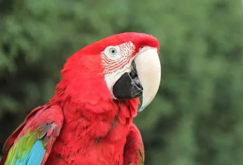 Parrot Bird. Foto stock