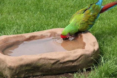 Parrot Bird. Foto stock