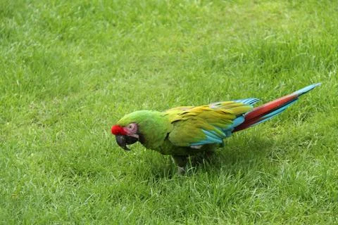 Parrot Bird. Foto stock