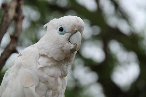 Parrot Bird. Stock Photos