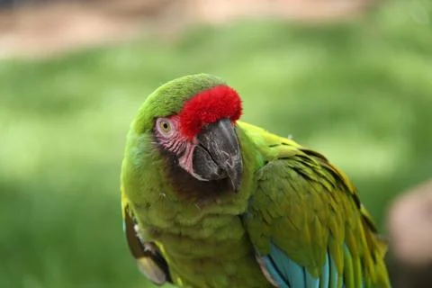 Parrot Bird. Stock Photos