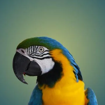 Parrot bird Stock Photos