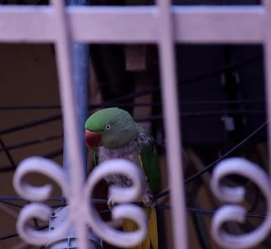 Parrot Bird Foto stock