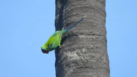 Parrot bird playing on tree . Stock-Footage 312685626