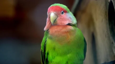 Parrot bird sitting on the perch Stock Footage 66190948