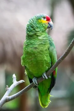 Parrot bird sitting on the perch Stock Photos