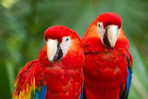 Parrot bird sitting on the perch Stock Photos