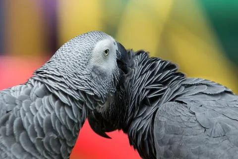 Parrot bird sitting on the perch Stock Photos