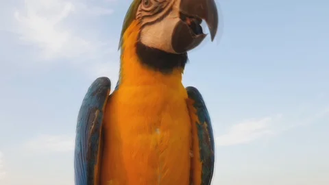 Parrot Bird on the tree sky background, 스톡 동영상 100542741