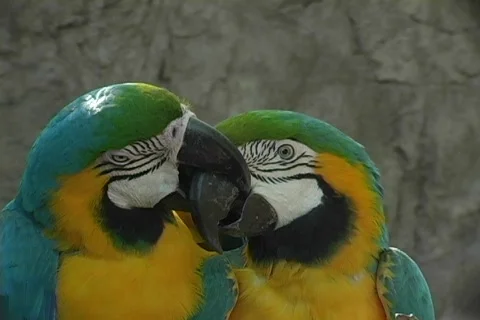 A parrot bites another on the beak. Stock Footage 552441