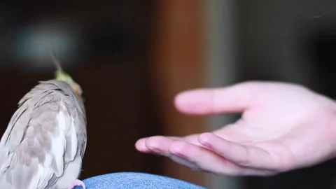 Parrot bites woman's hand close-up Stock Footage 252592491