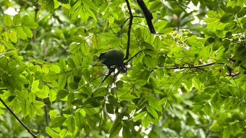 Parrot biting and cutting small branch while feeding in a tree 스톡 동영상 76854233