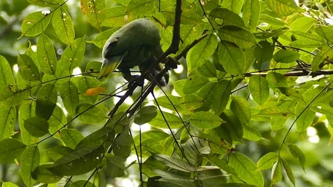 Parrot biting and cutting small branch while feeding in a tree - HD 1080p 스톡 동영상 91303556