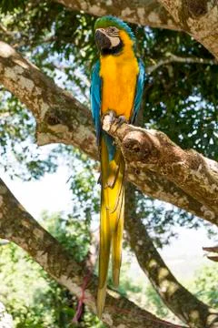 Parrot Blue Gold Macaw Stock Photos
