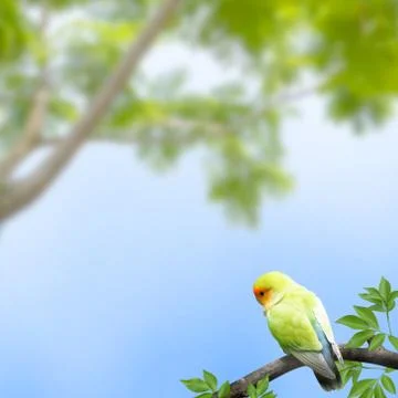 Parrot in a branch on blue background Illustrazione stock