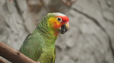 Parrot on a Branch Vidéo 11383402