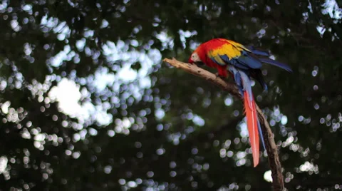 Parrot on Branch Stock Footage 38621628