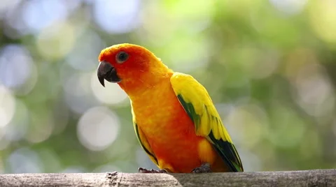Parrot on the branch Video stock 67559529