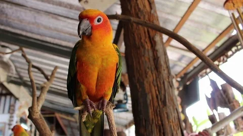 Parrot On The Branch Stock Footage 73321964