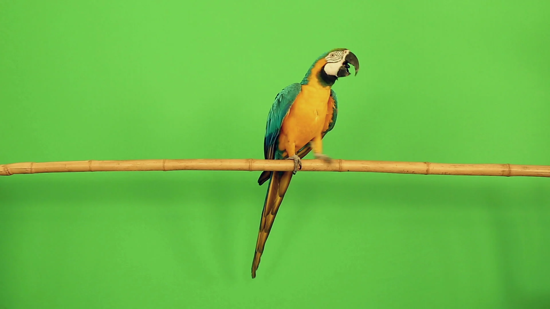 parrot on a branch on green background c... | Stock Video | Pond5