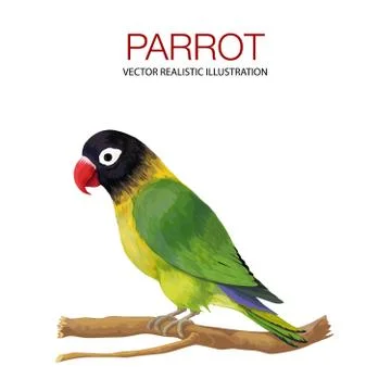 Parrot on a branch 스톡 일러스트