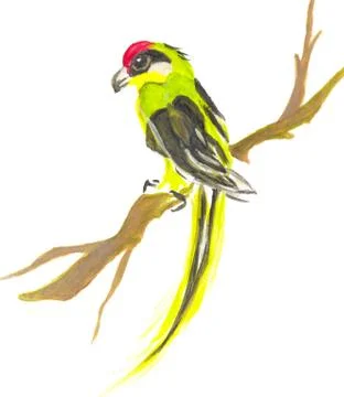 Parrot on a branch Stock Illustration