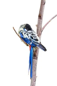 Parrot on a branch isolated Foto stock