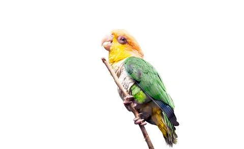 Parrot on a branch isolated Foto stock