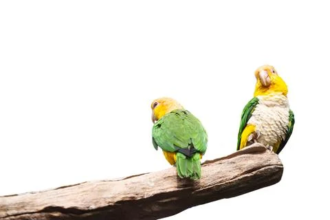 Parrot on a branch isolated Foto stock